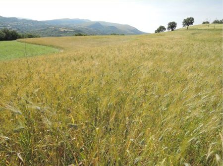 Foto tecniche agronomiche sostenibili